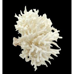 Rare Vintage Birds Nest Coral Specimen ~ 5" H x  6" W
